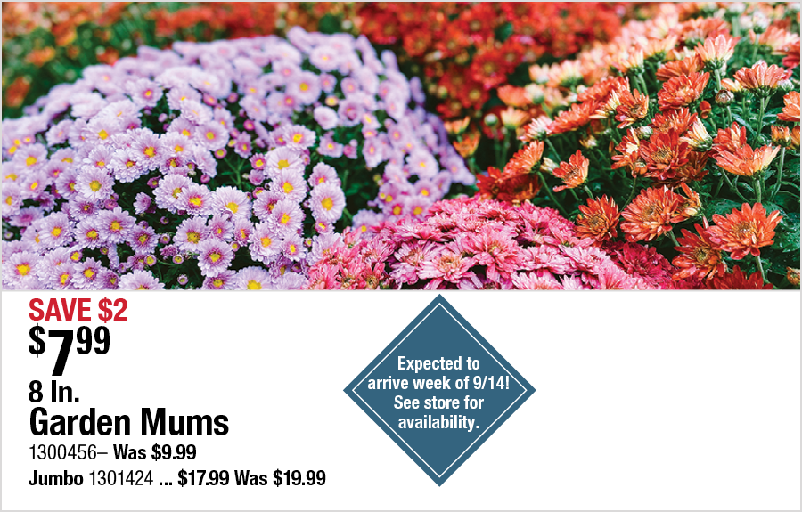 8 In. Garden Mums